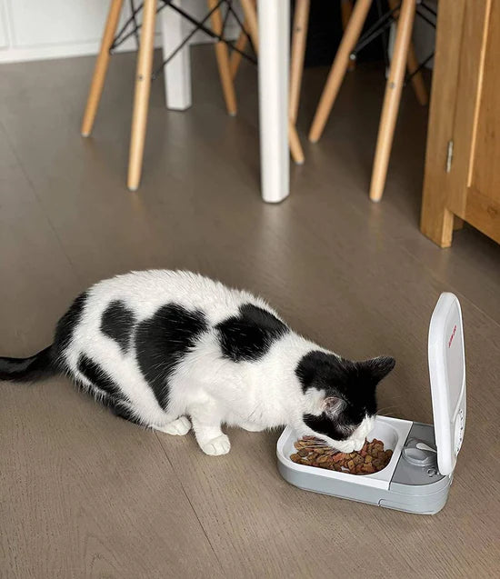 Distributeur automatique de nourriture pour chat et chien موزع طعام أوتوماتيكي للقطط والكلاب