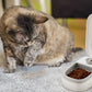 Distributeur automatique de nourriture pour chat et chien موزع طعام أوتوماتيكي للقطط والكلاب