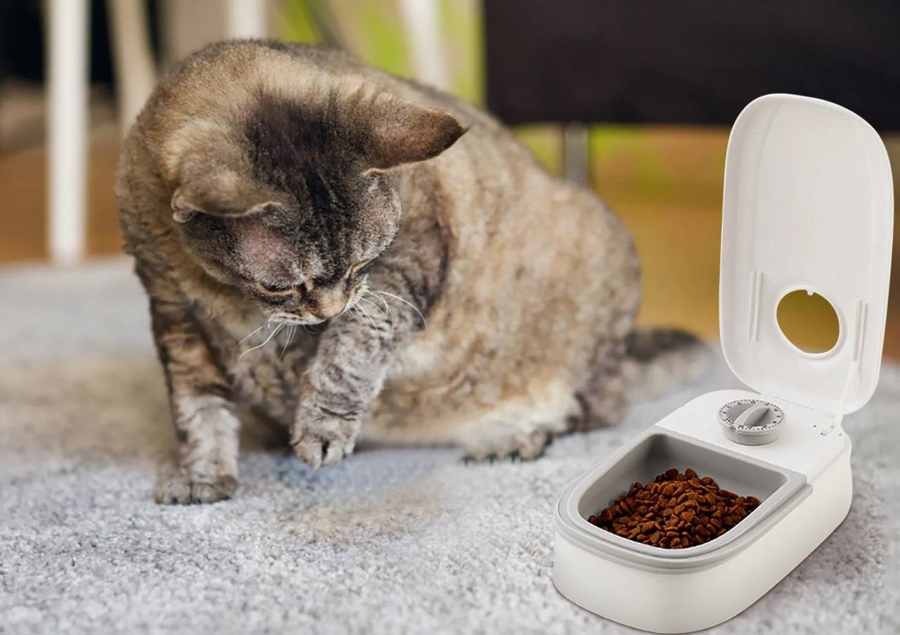 Distributeur automatique de nourriture pour chat et chien موزع طعام أوتوماتيكي للقطط والكلاب