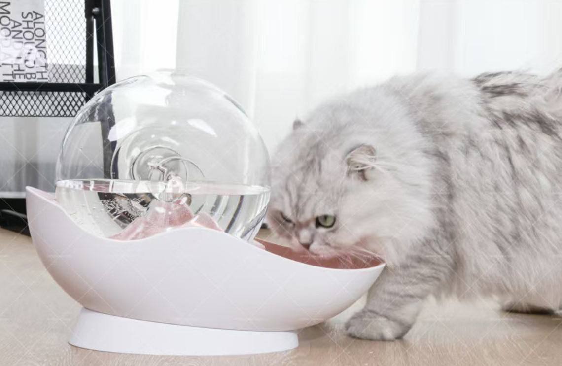 نافورة الفقاعات الأوتوماتيكية هذه للقطط fontaine automatique à bulles pour chat